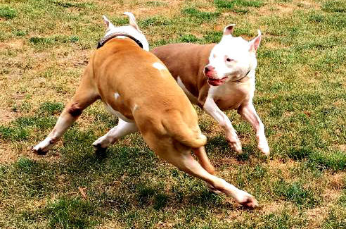 Moka & Kash - My Loveable Angels